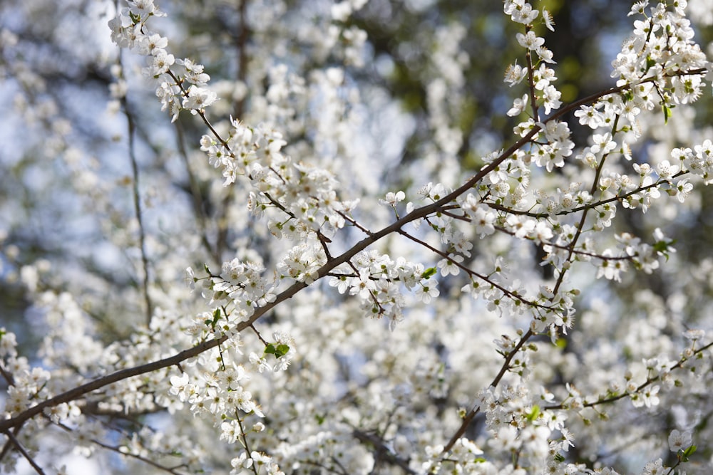 a close up of a tree with white flowers