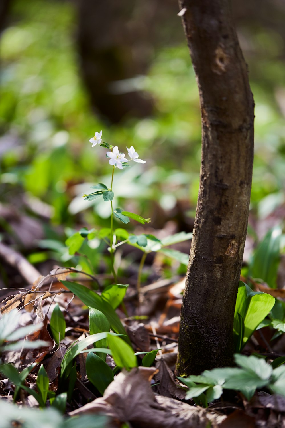 a small white flower growing out of the ground