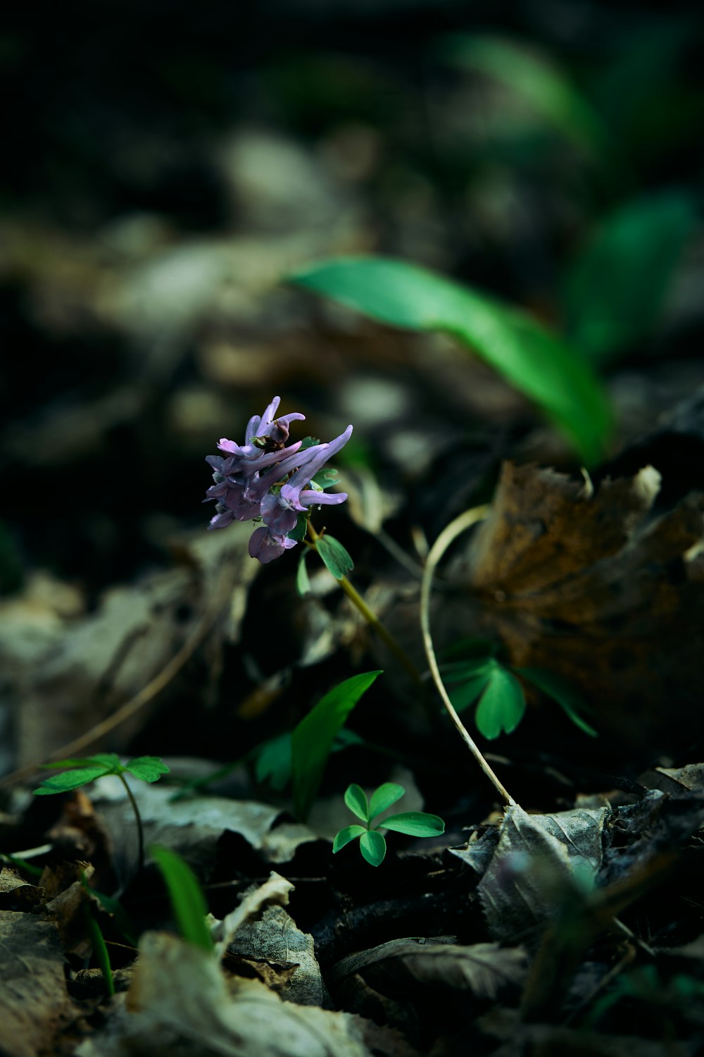 a small purple flower sitting on top of leaves