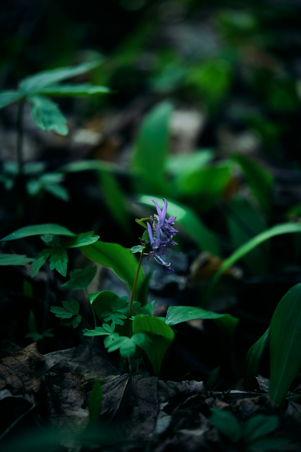 a small purple flower sitting in the middle of a forest