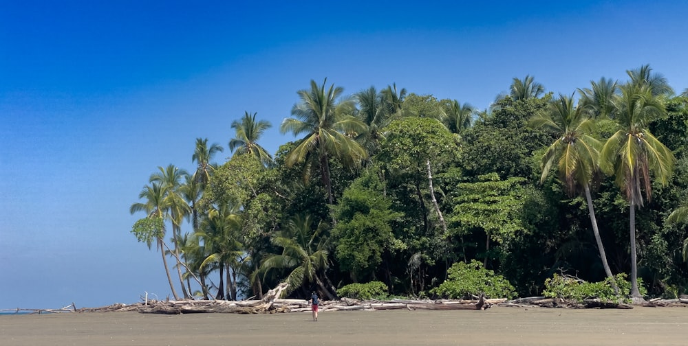 uma praia com palmeiras e uma pessoa em uma prancha de surf
