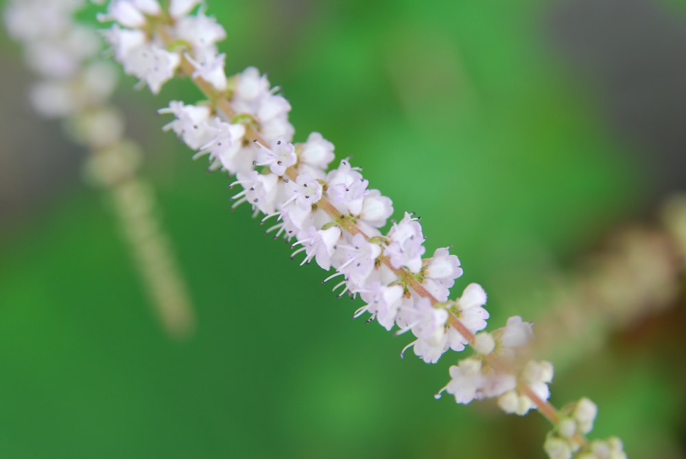 a close up of a plant with white flowers