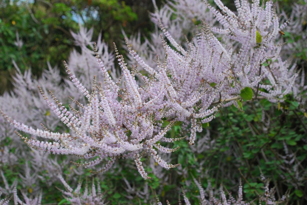 a close up of a tree with purple flowers