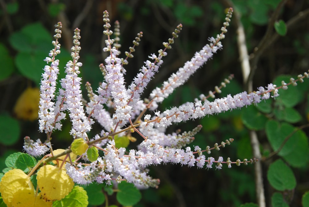 a close up of a white flower with green leaves in the background