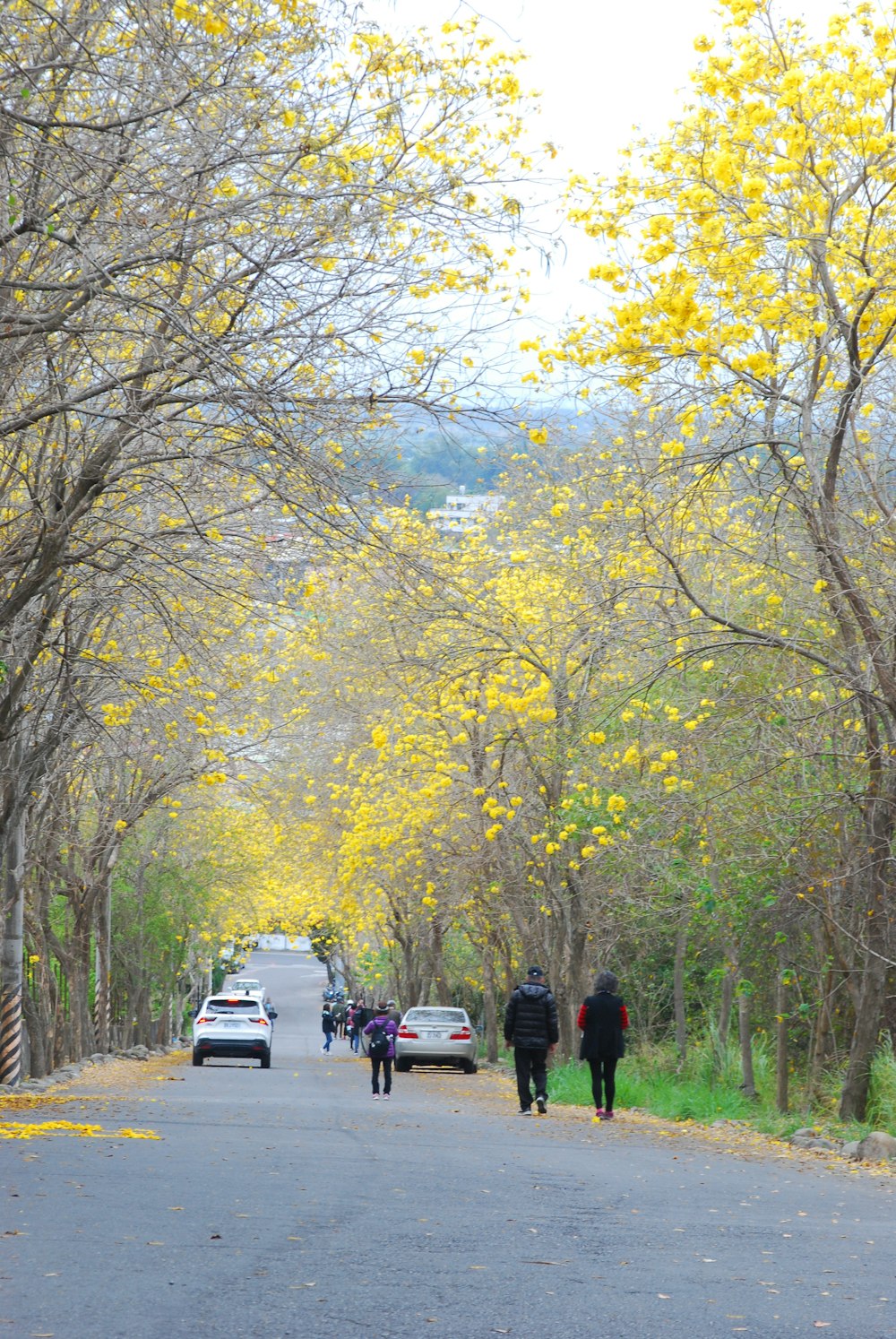 a couple of people walking down a tree lined road