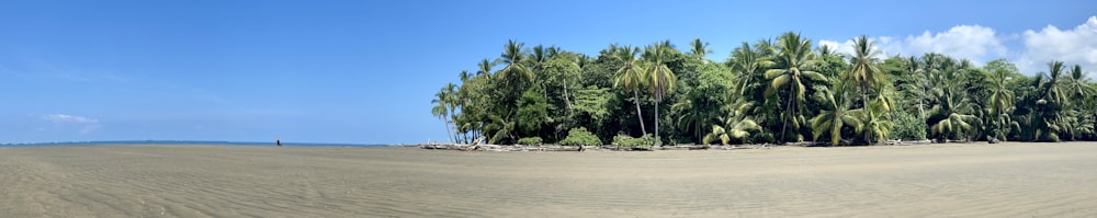 a group of palm trees on a sandy beach
