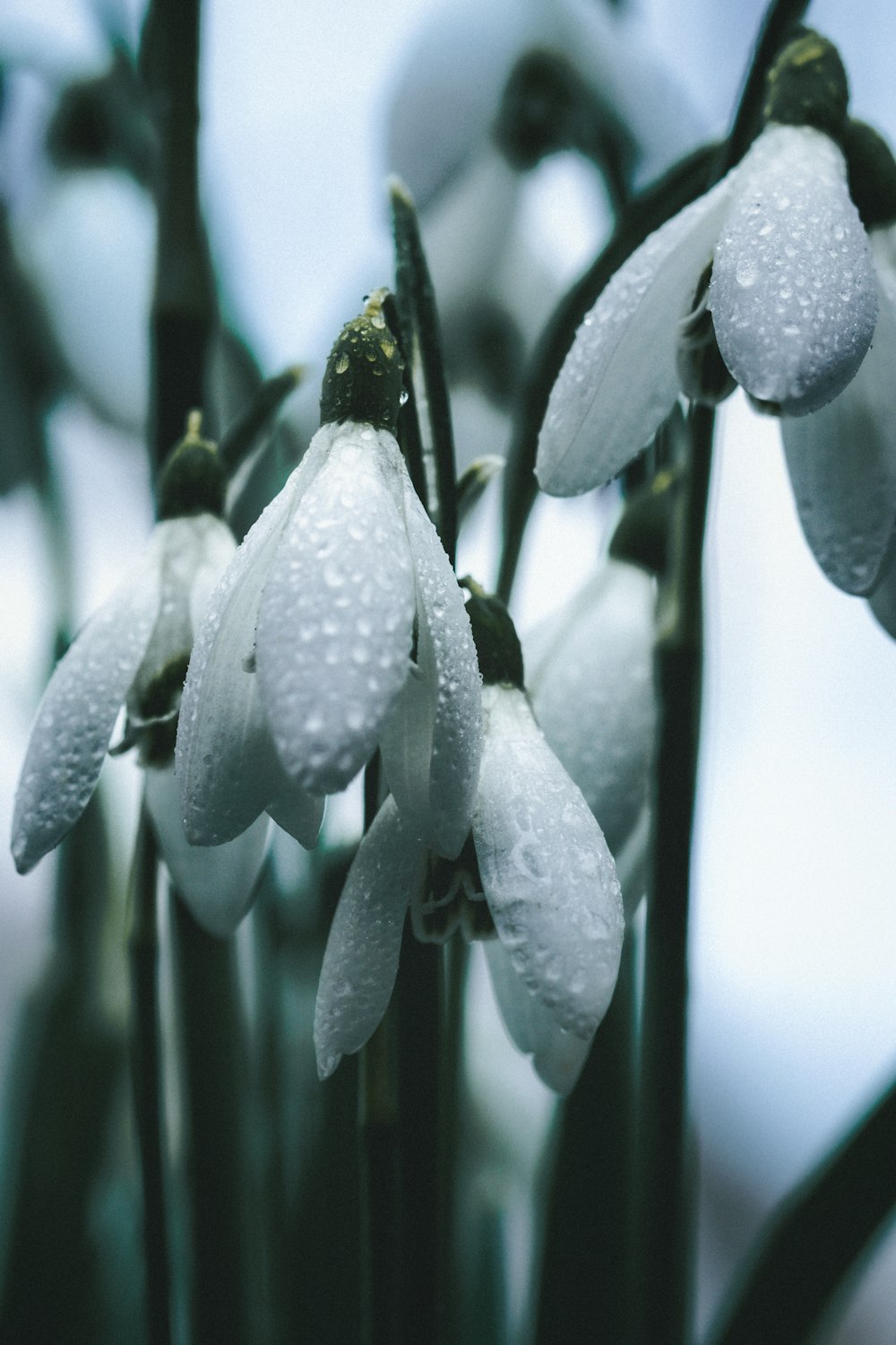 a bunch of white flowers with water droplets on them