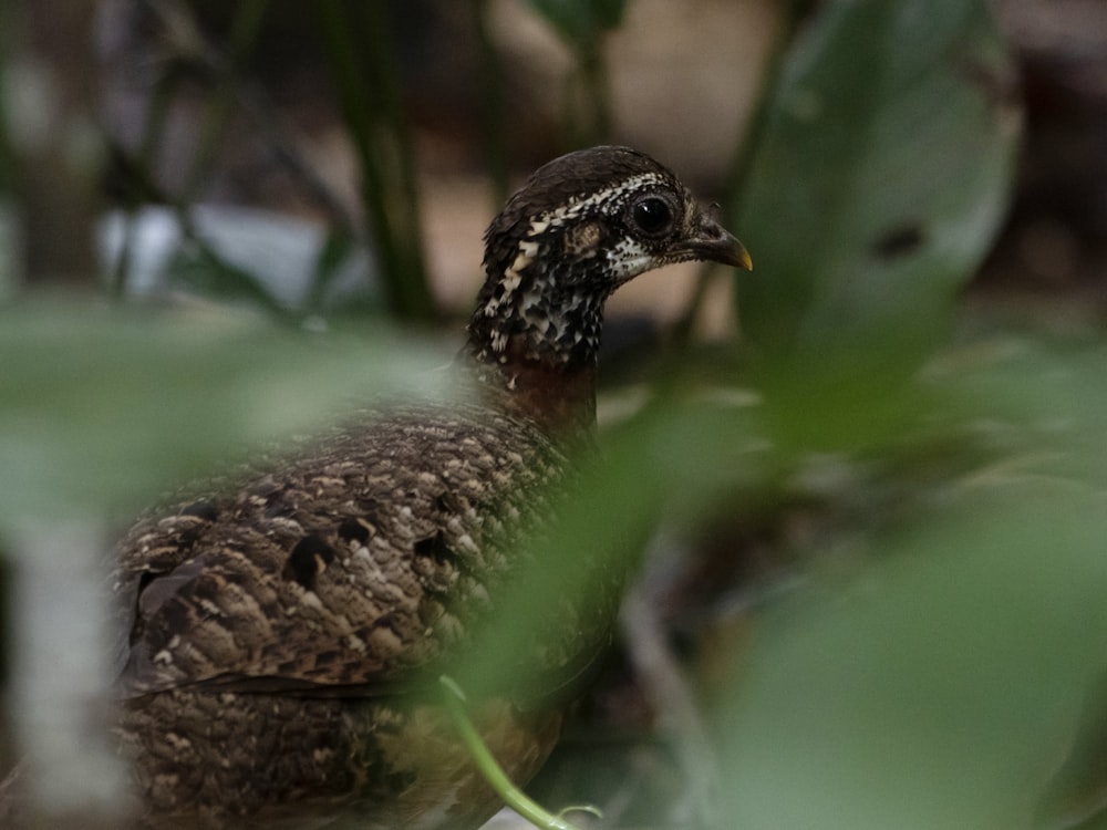 a bird that is standing in the grass