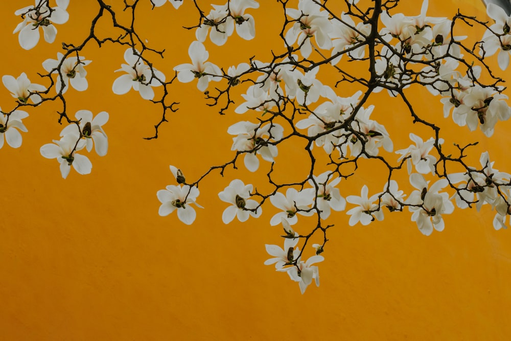 a branch of a tree with white flowers