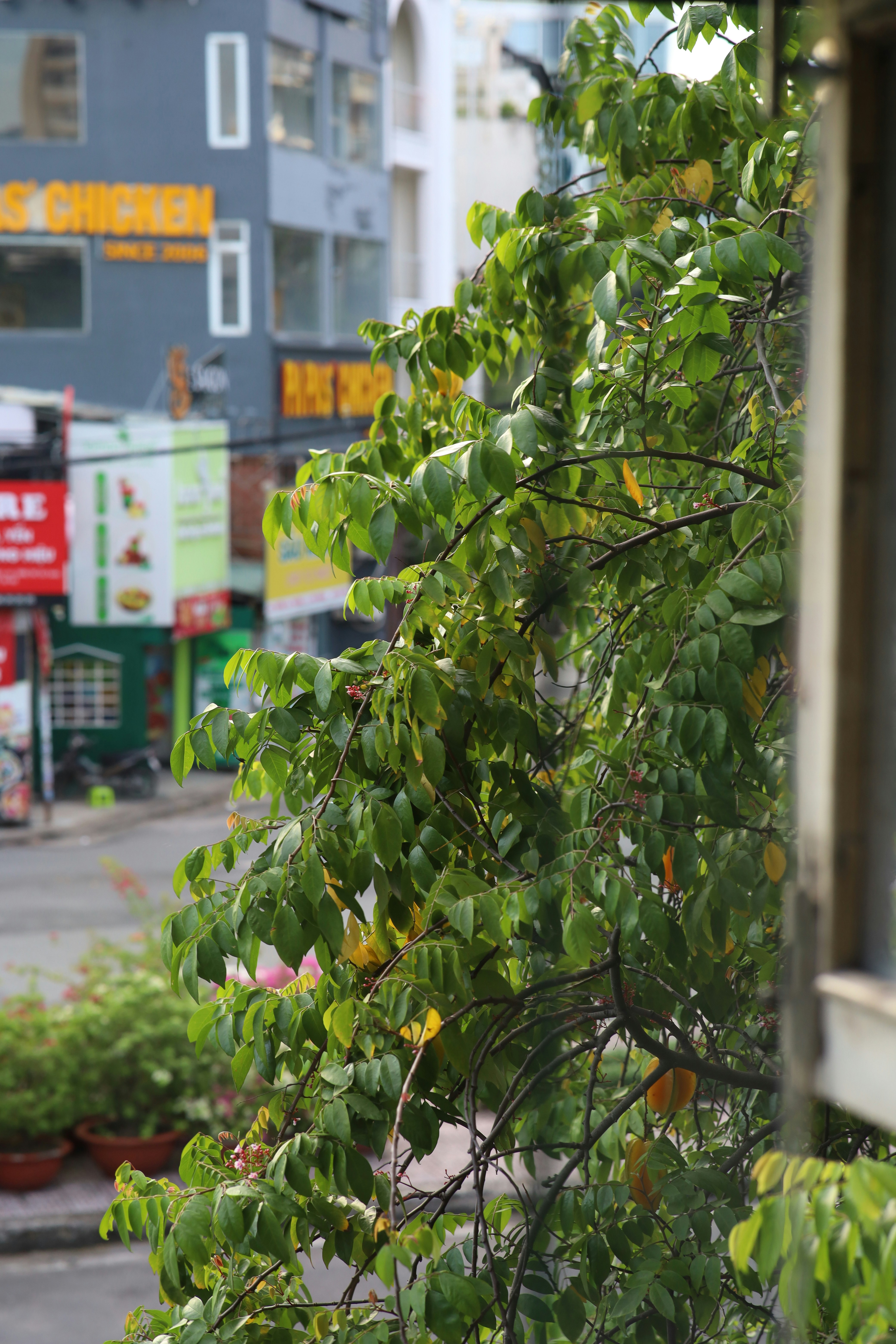 a view of a city street from behind a tree