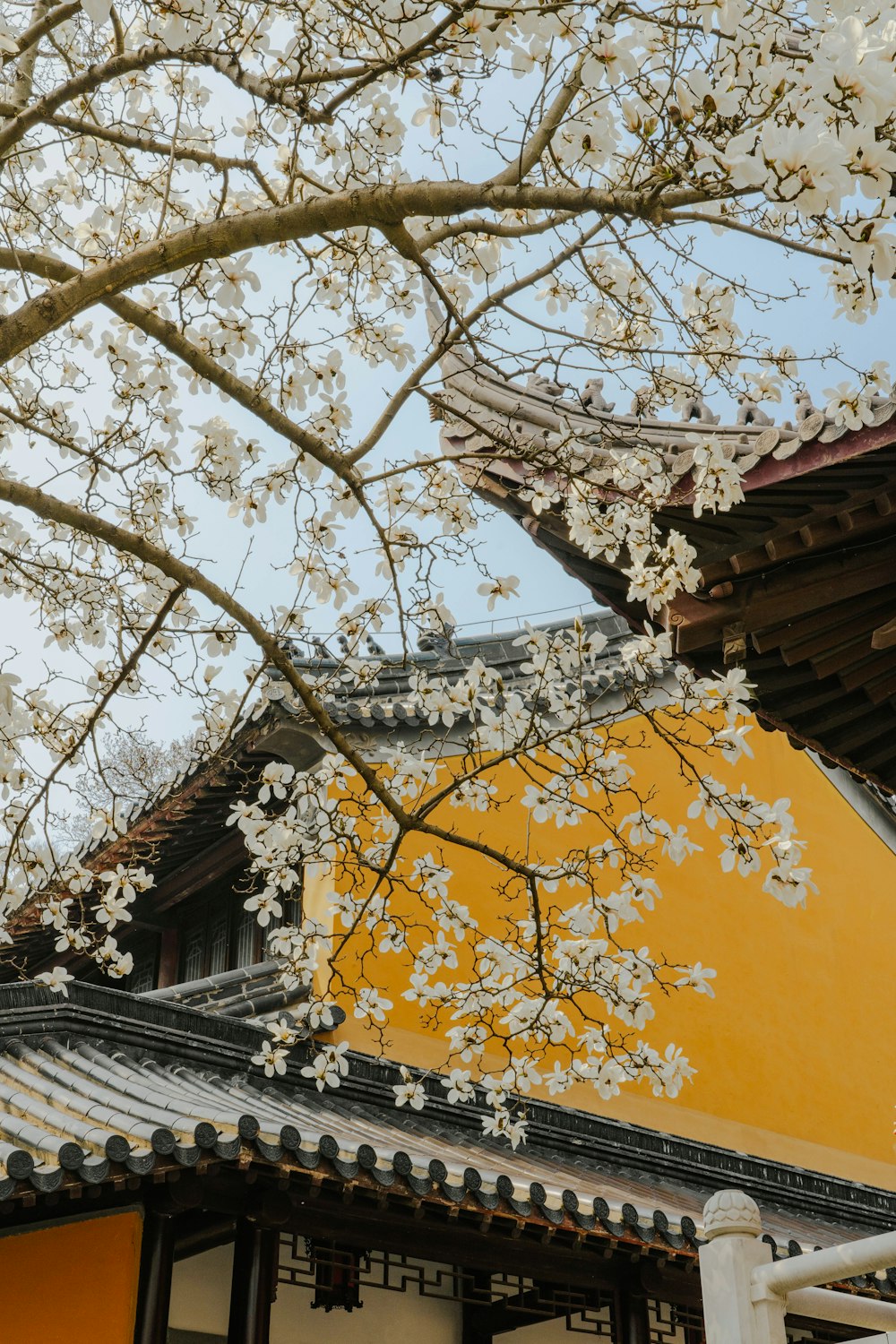 a tree with white flowers in front of a yellow building
