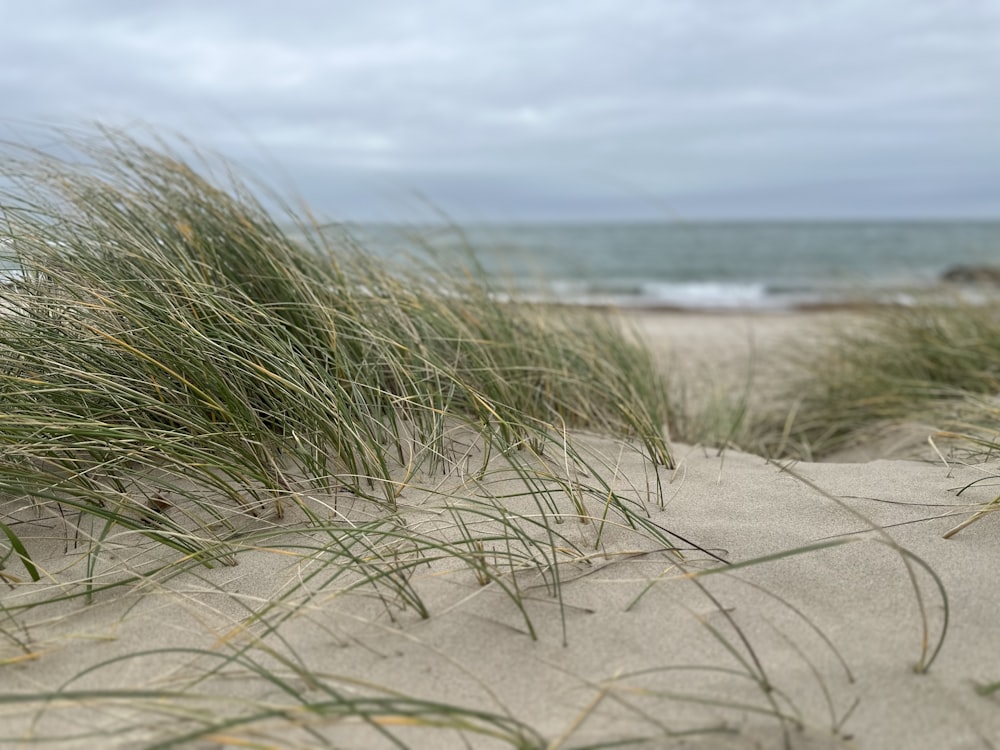 a sandy beach with grass growing out of the sand