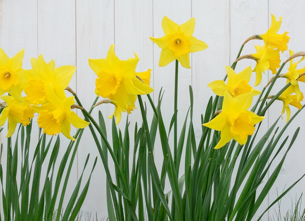 a group of yellow daffodils in front of a white wall
