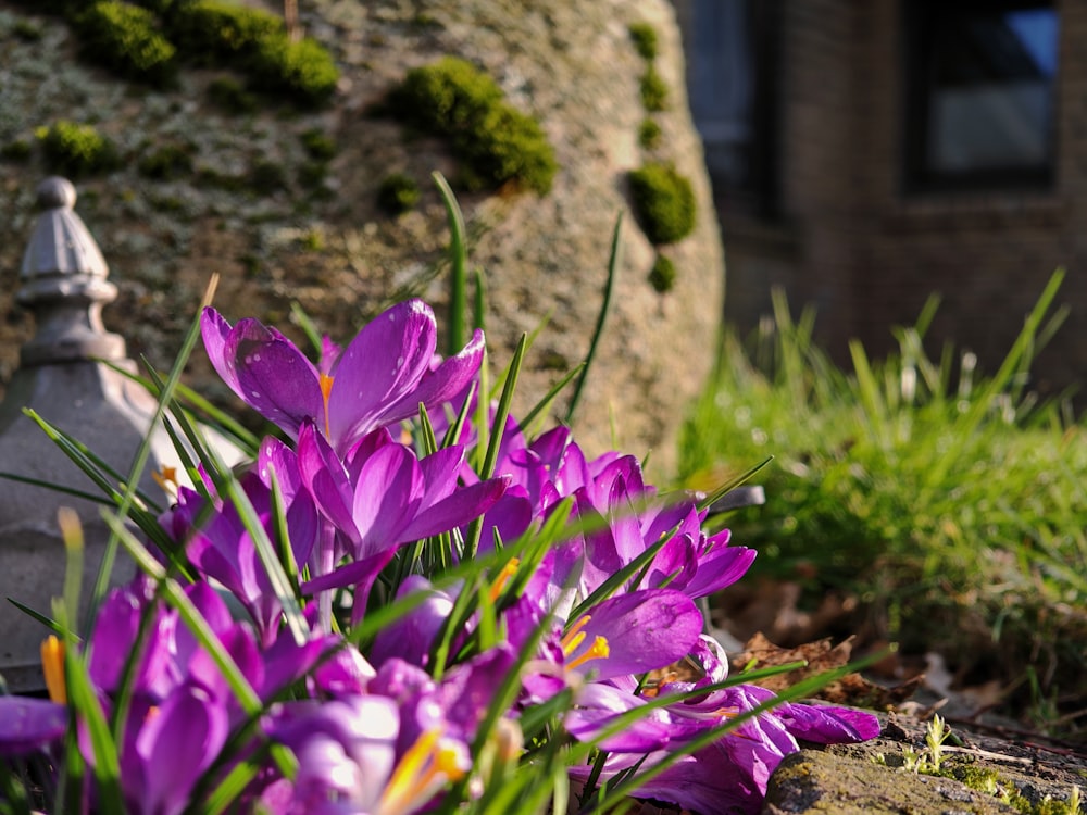 a bunch of purple flowers sitting in the grass