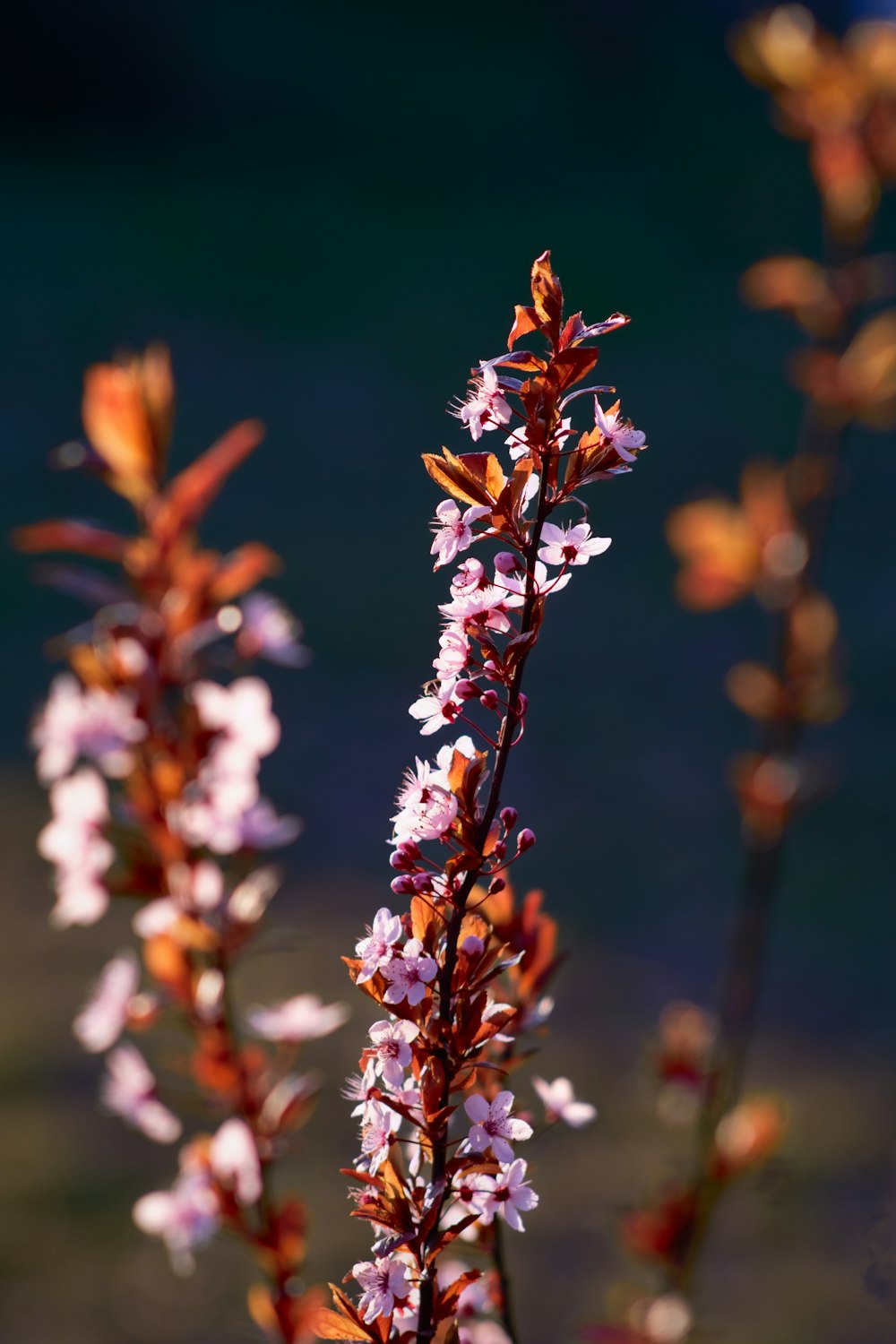 a close up of a flower with a blurry background