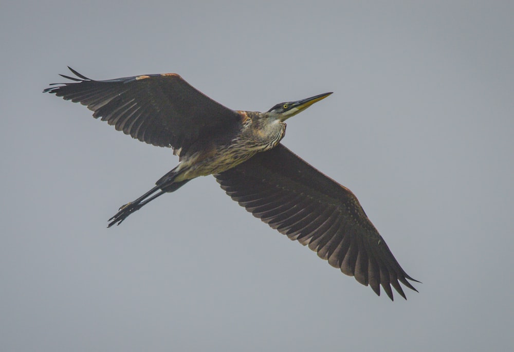 a large bird flying through a gray sky