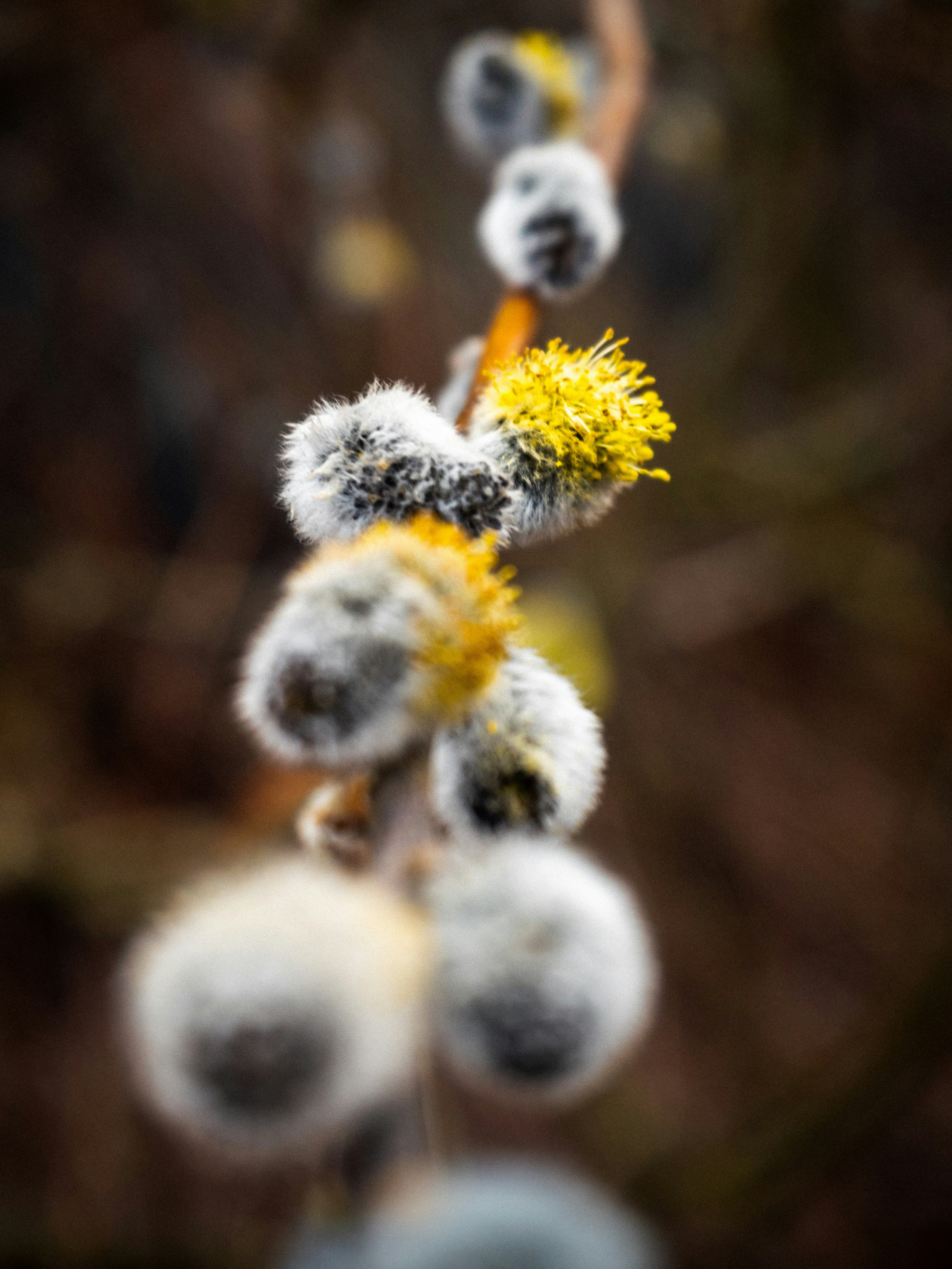 a close up of a plant with yellow and white flowers