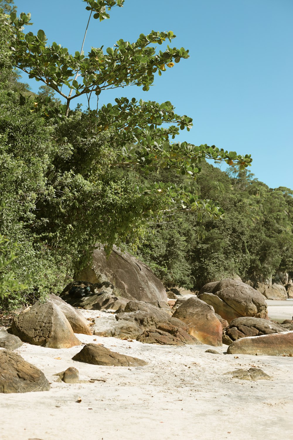 a group of rocks and trees on a beach