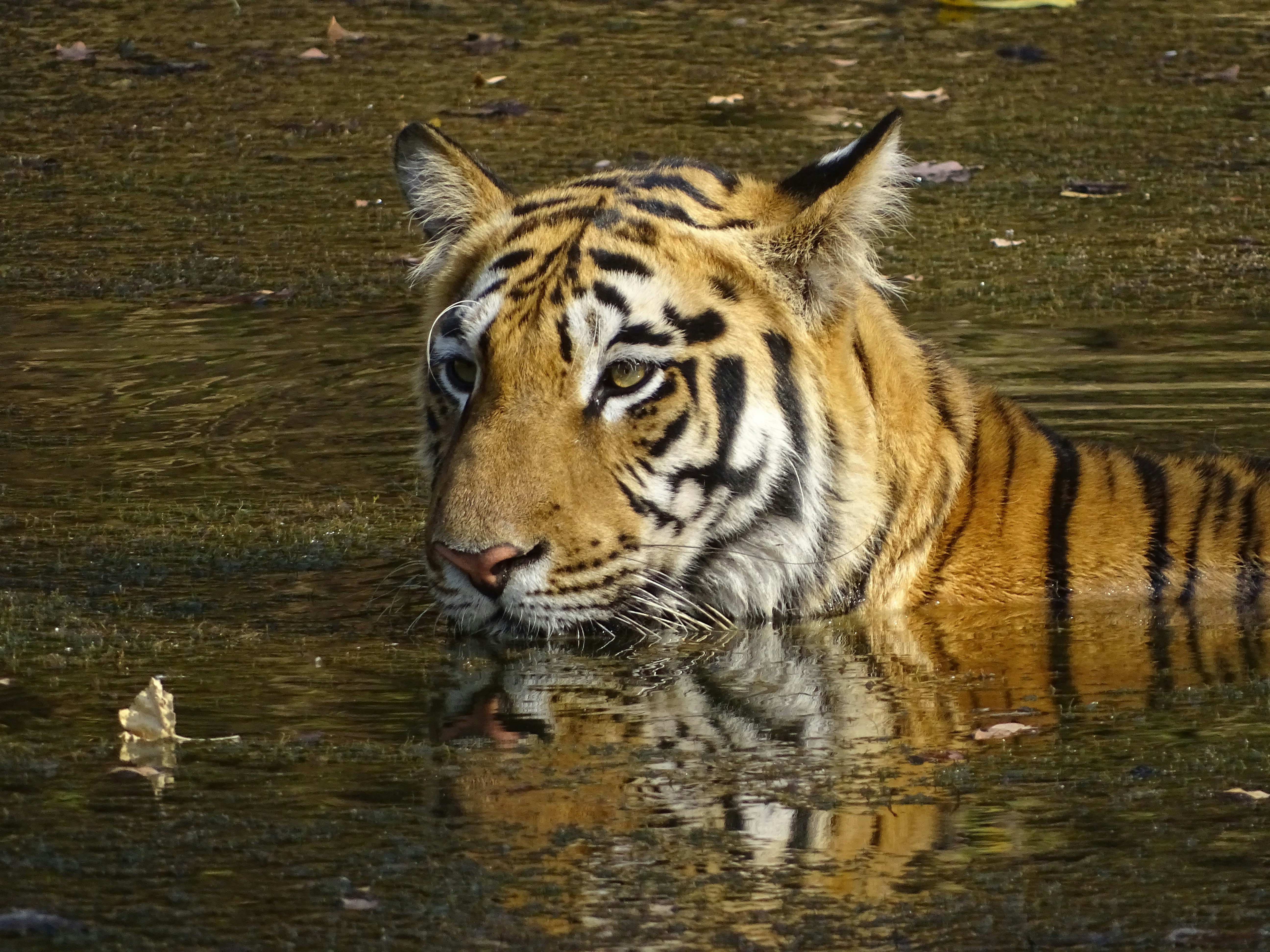 a tiger in a body of water with leaves on the ground