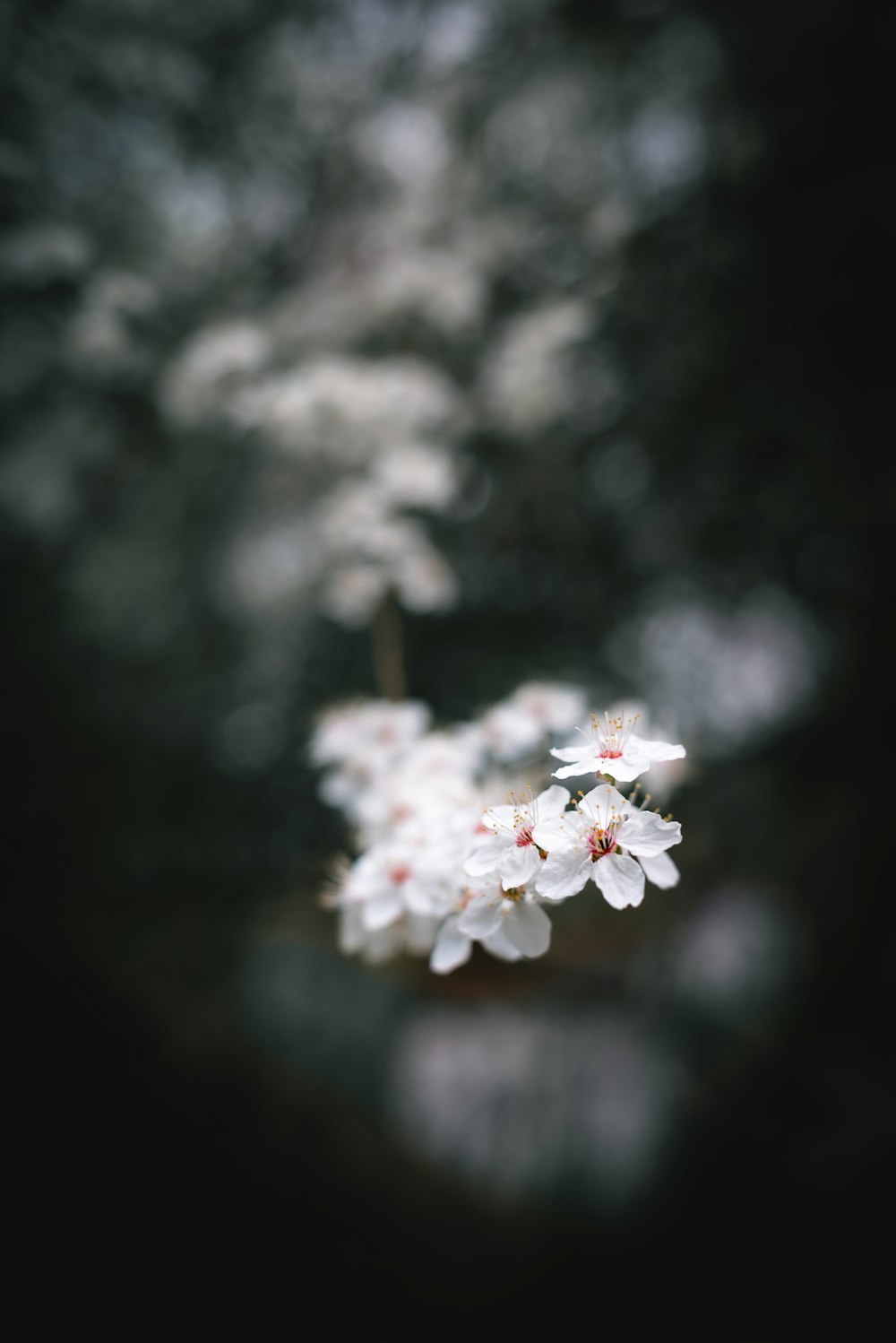 a bunch of white flowers in the middle of a forest