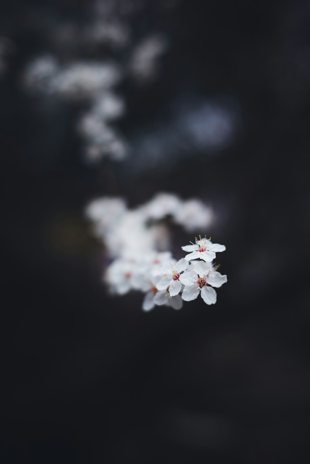 a close up of a white flower on a branch