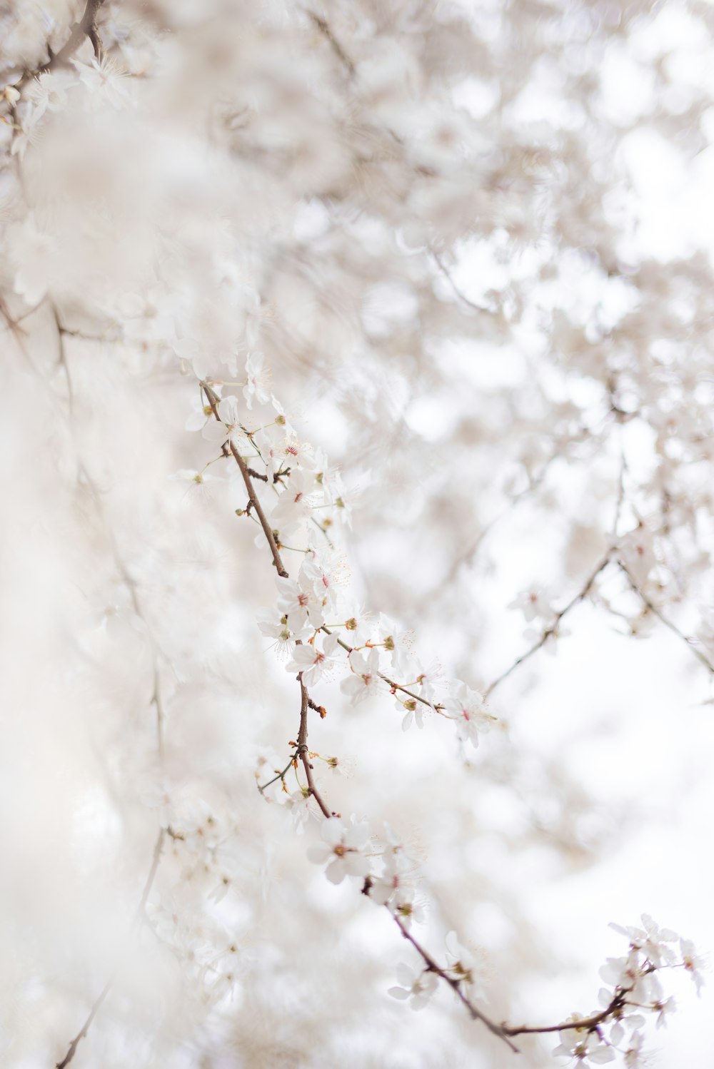 a bird is perched on a branch of a tree