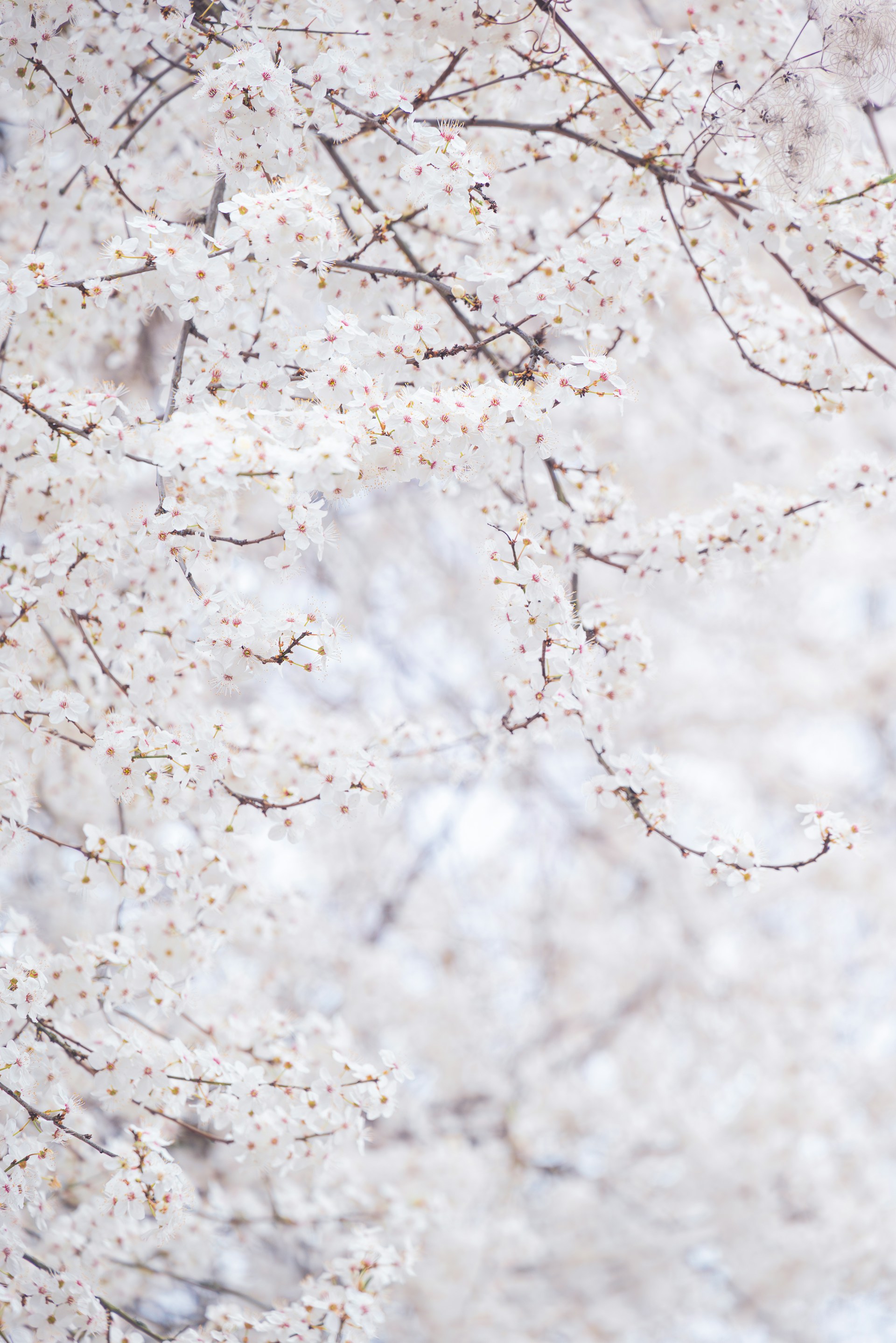 a bird is perched on a branch of a tree