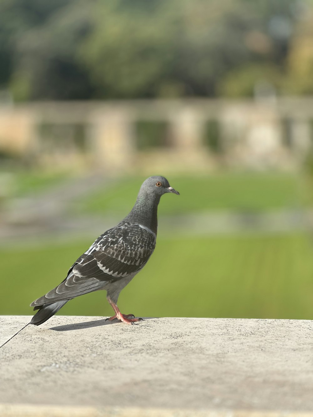 a bird is standing on a ledge outside