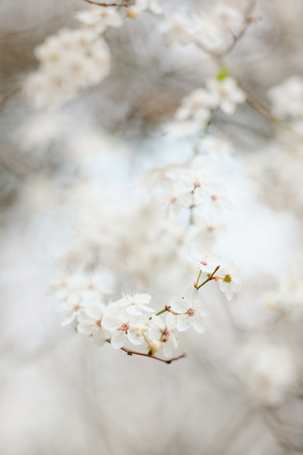 a branch of a tree with white flowers