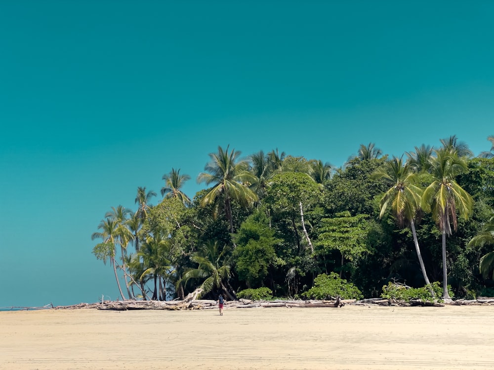 a sandy beach with palm trees and a blue sky