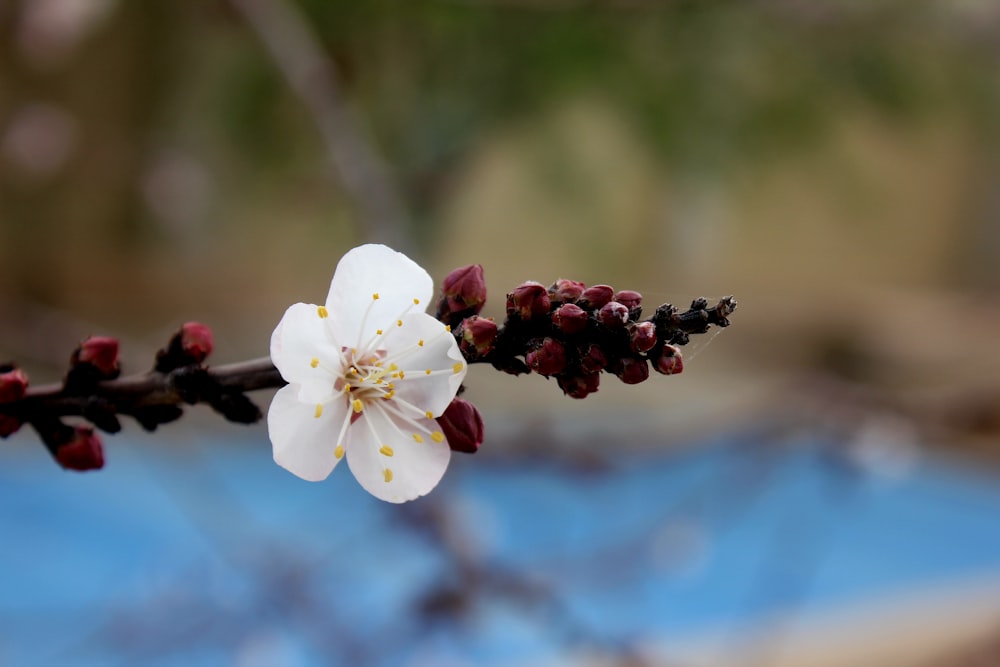 Un primer plano de una flor en la rama de un árbol