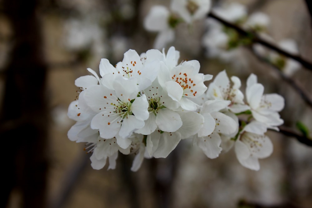 a close up of a white flower on a tree