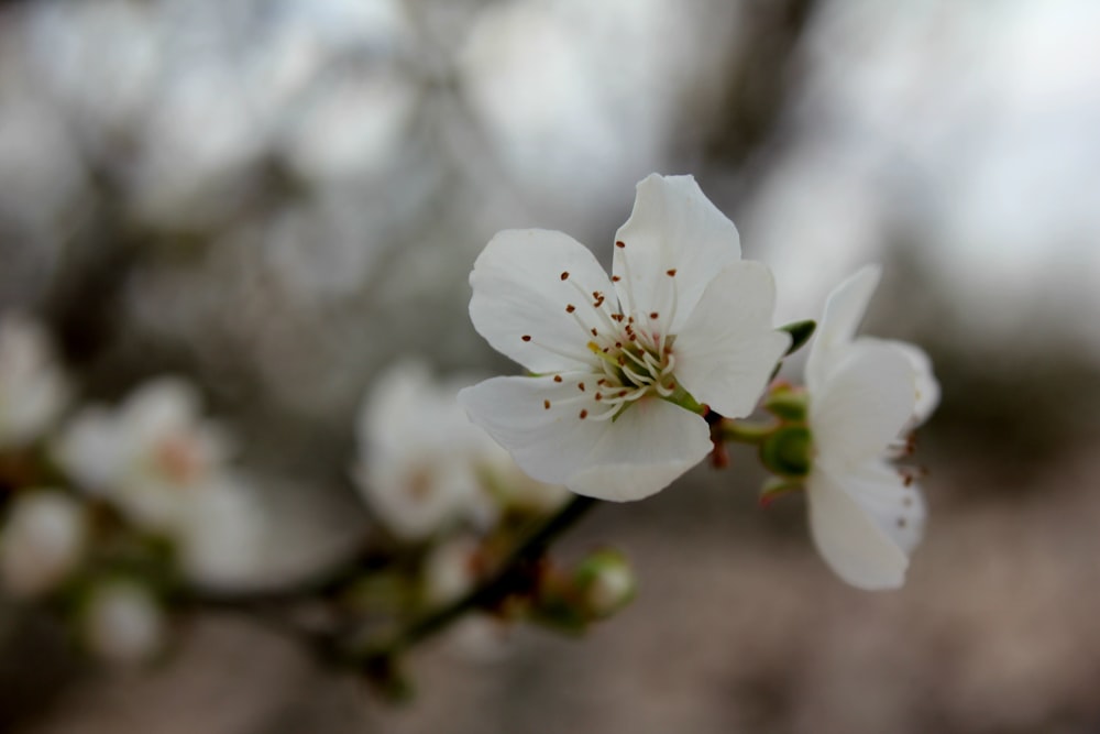 un primo piano di un fiore bianco su un albero