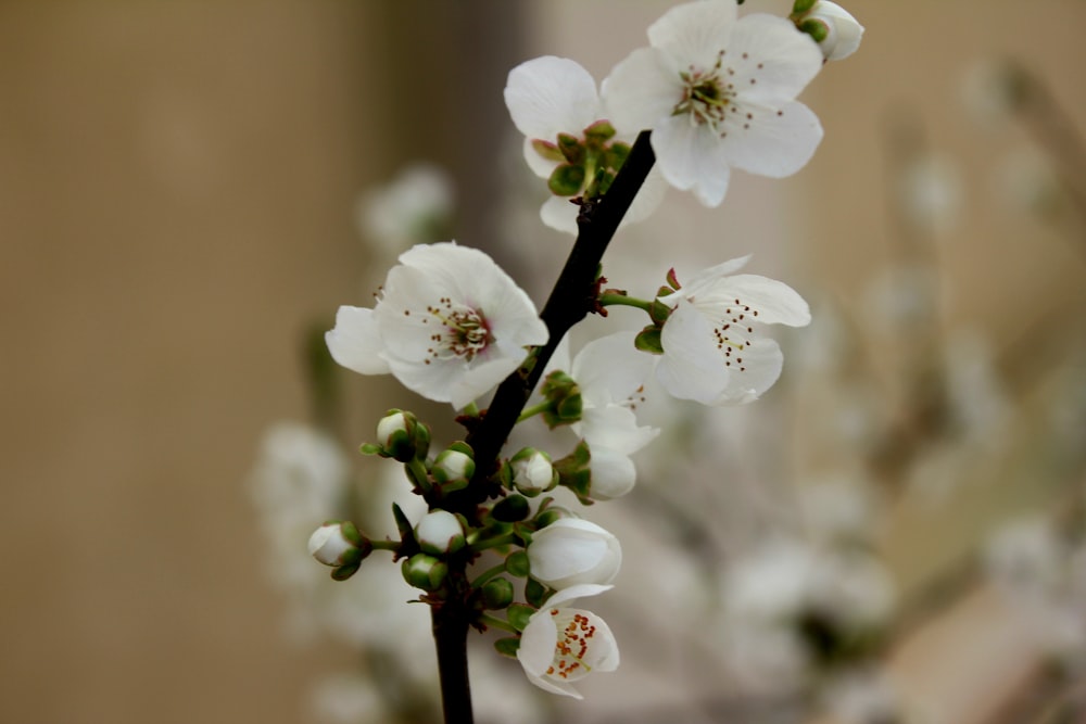 a close up of a branch with white flowers