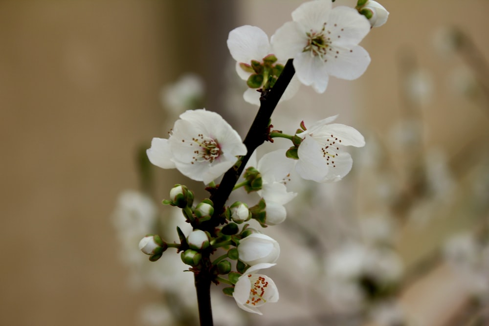 un primer plano de una rama con flores blancas