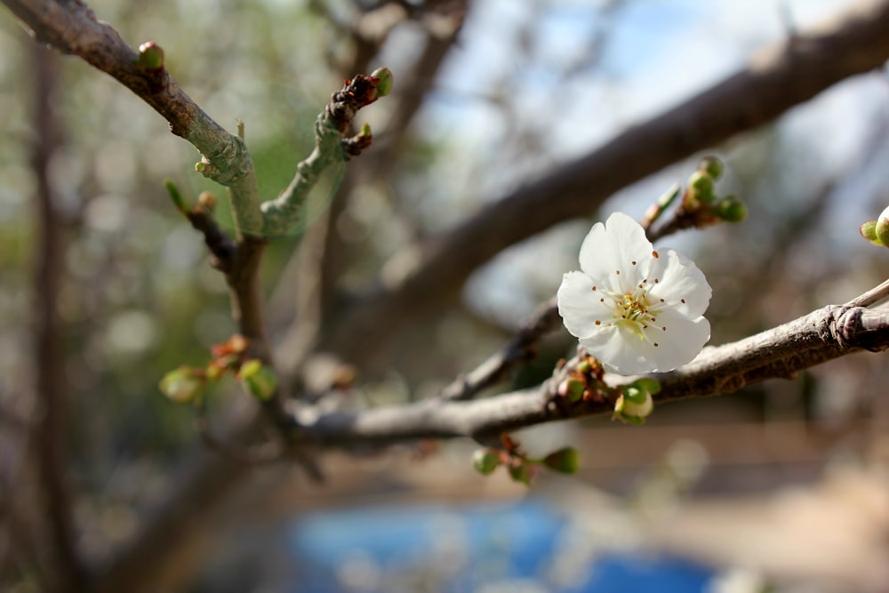 um close up de uma flor em um galho de árvore