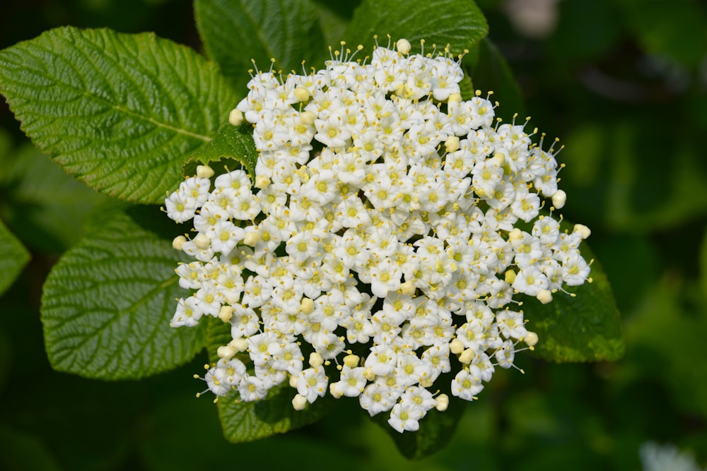 une grappe de fleurs blanches avec des feuilles vertes