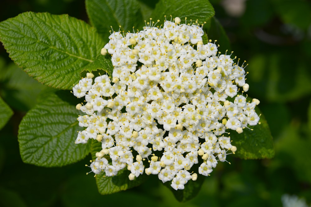 un racimo de flores blancas con hojas verdes