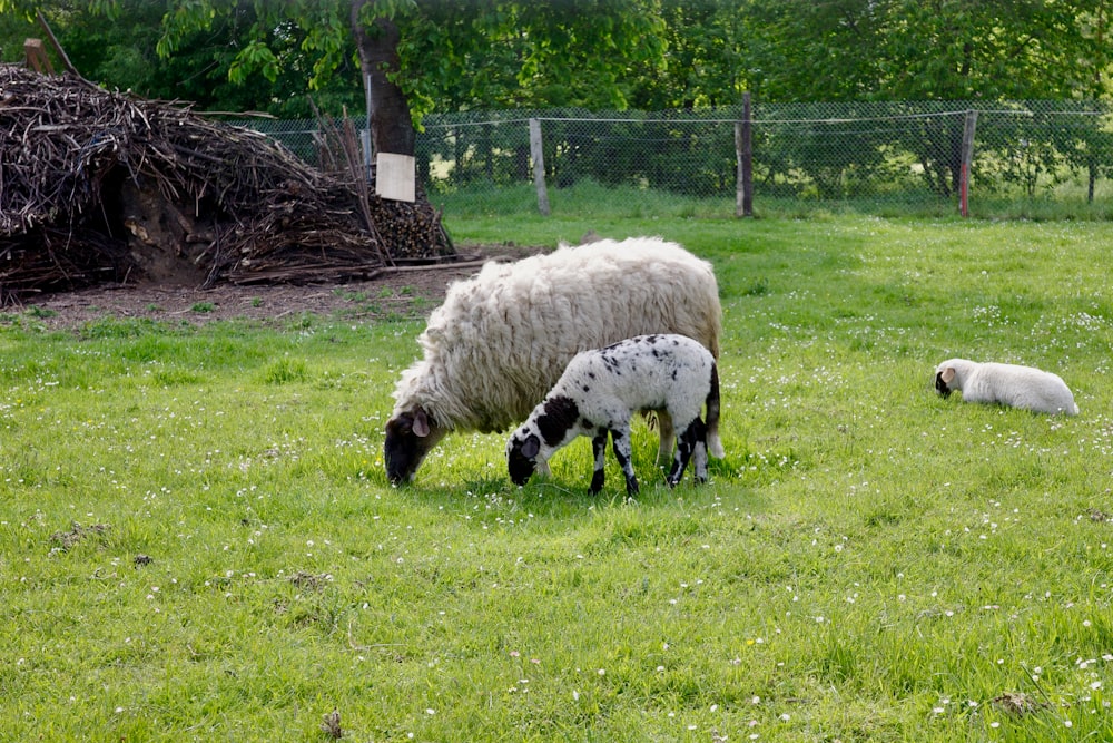 a sheep and two lambs grazing in a field