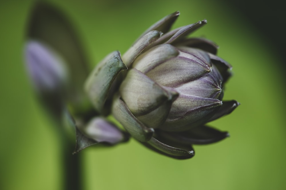 a close up of a flower bud with a blurry background