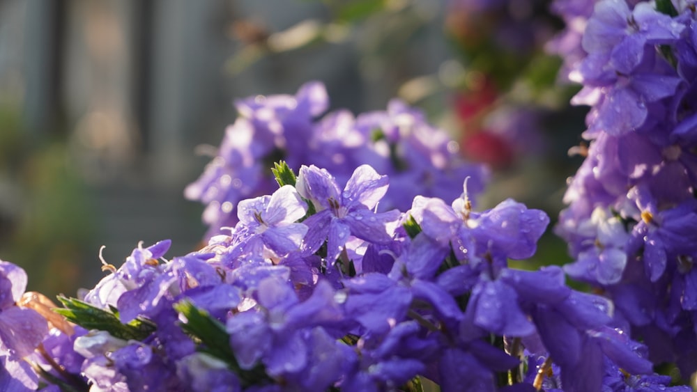 a bunch of purple flowers in a garden