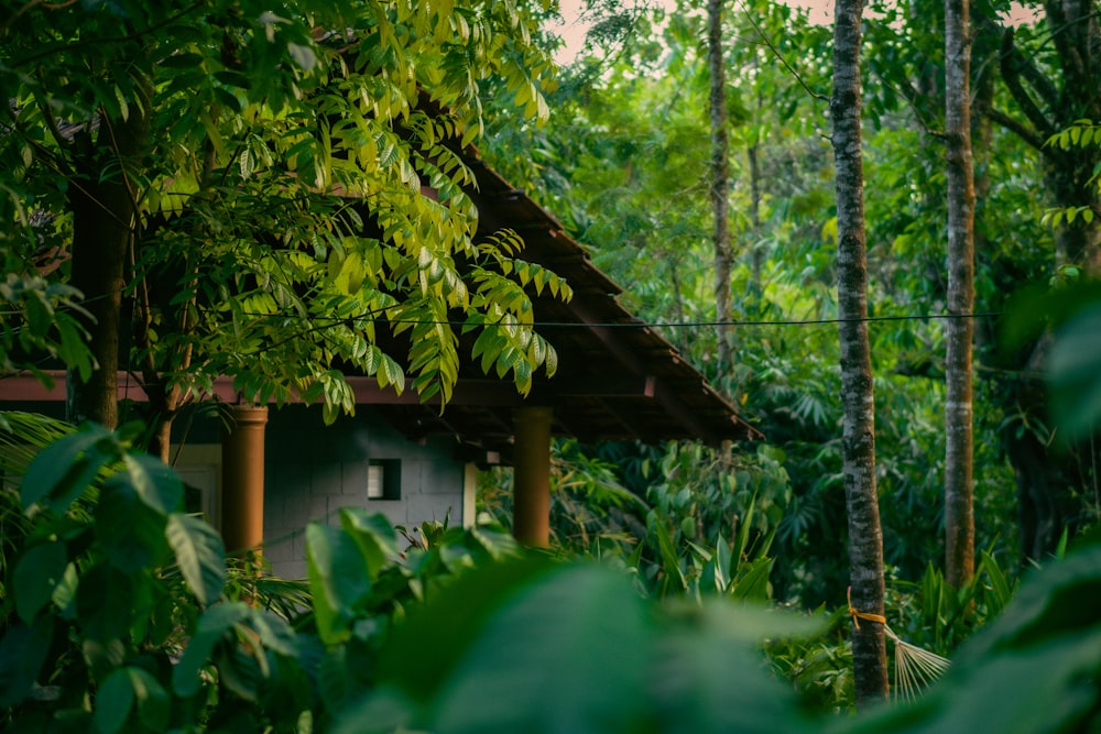 a house in the middle of a jungle