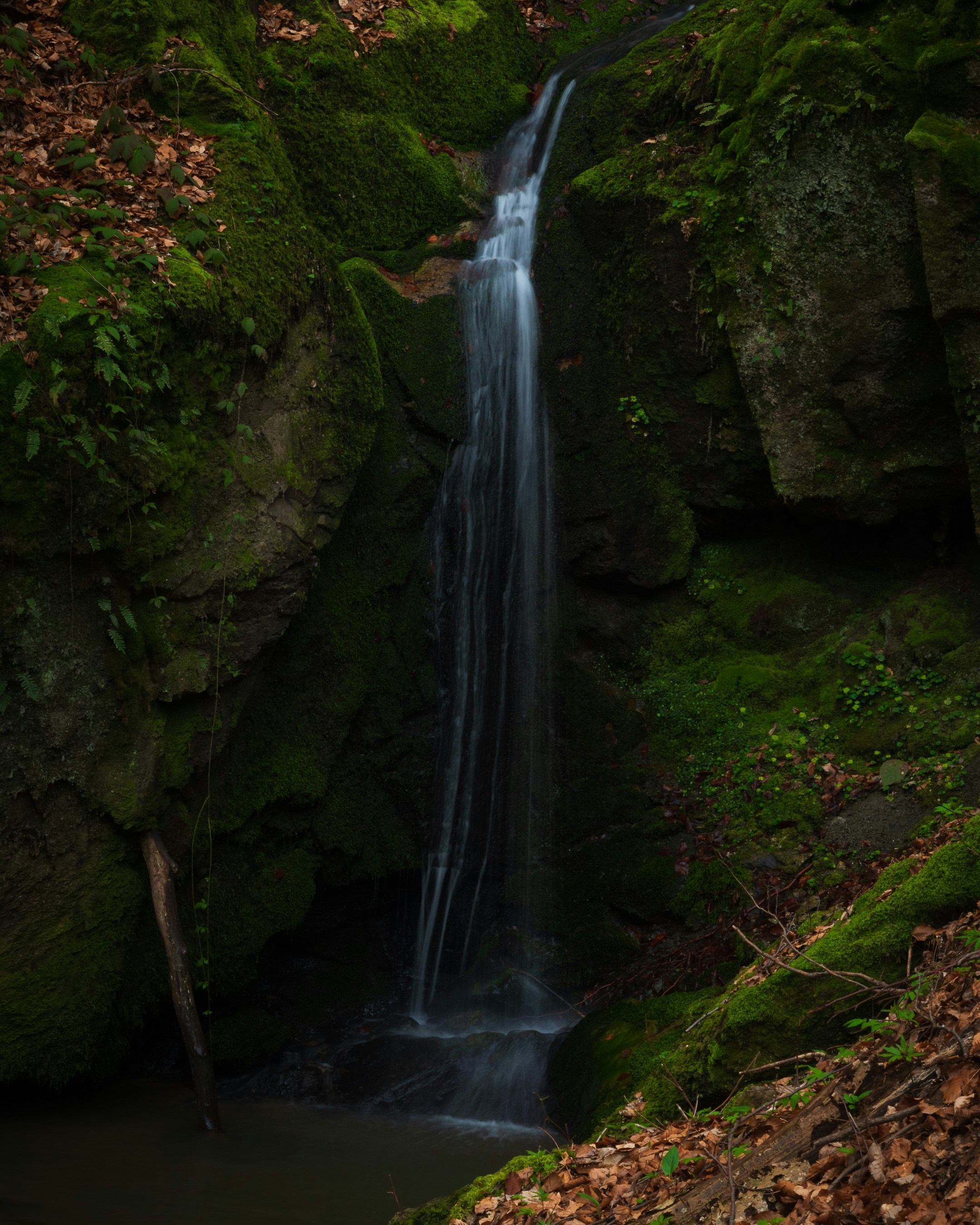 Photo by vjeblackbirdlion