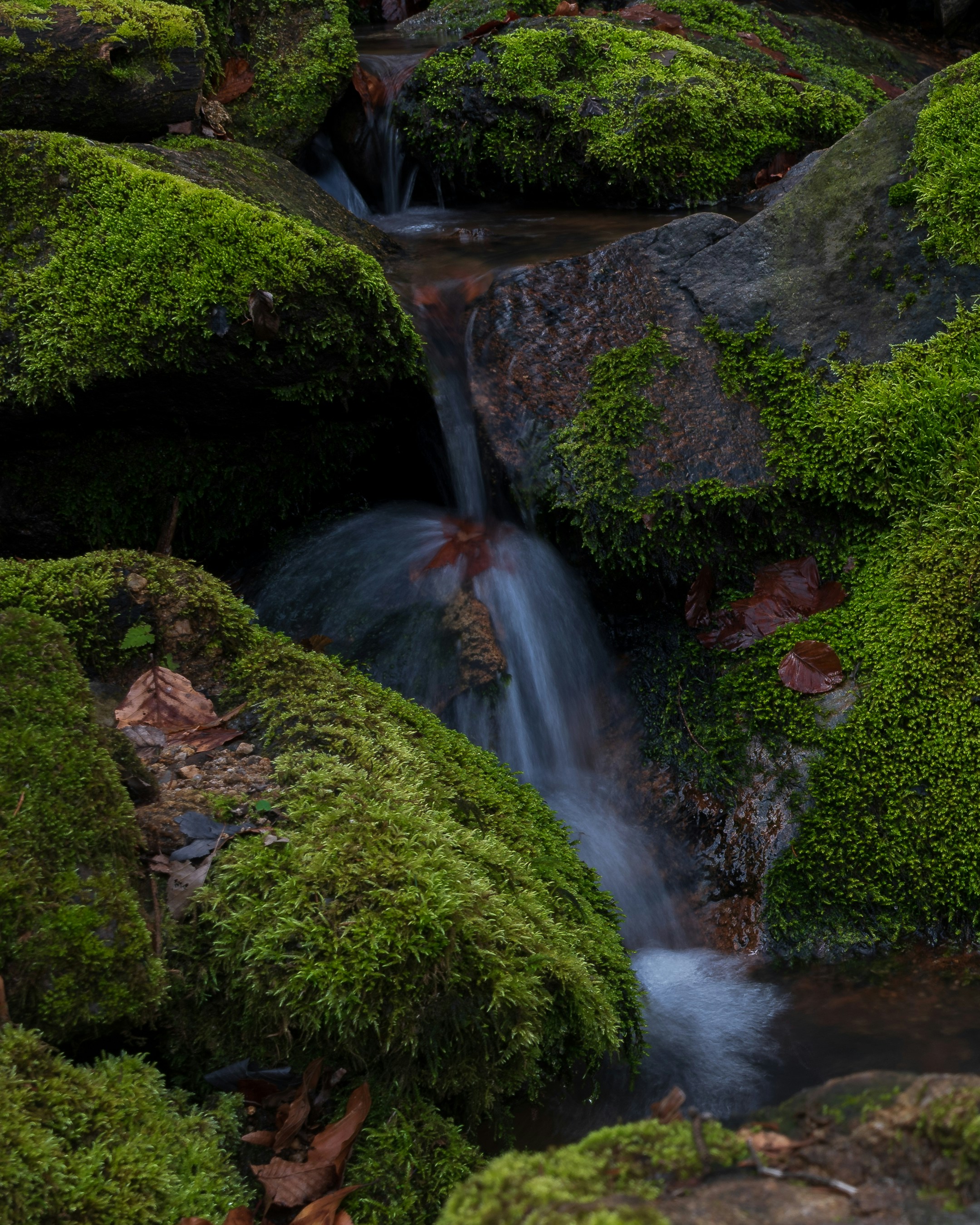 Photo by vjeblackbirdlion