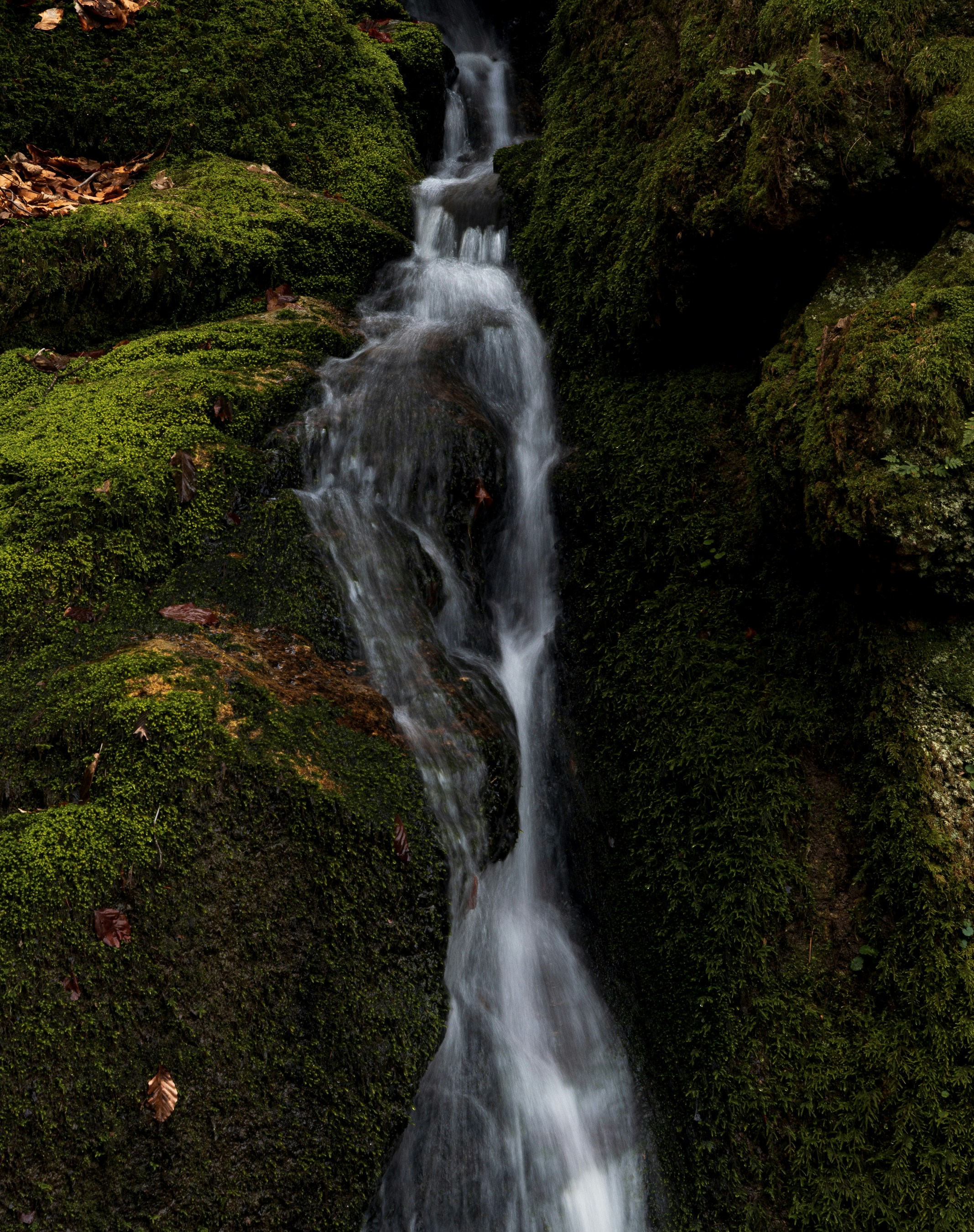 Photo by vjeblackbirdlion