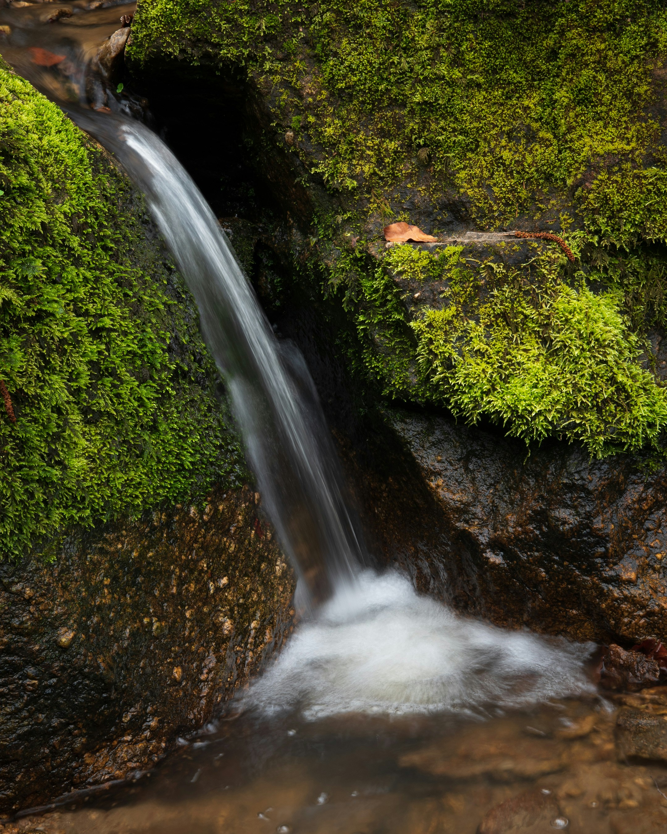 Photo by vjeblackbirdlion