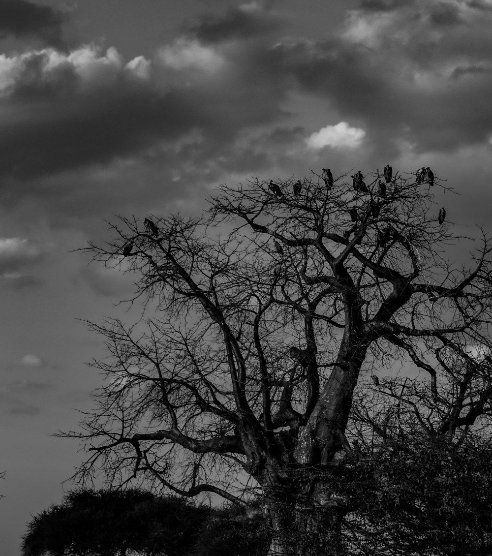 a black and white photo of a tree with birds perched on it