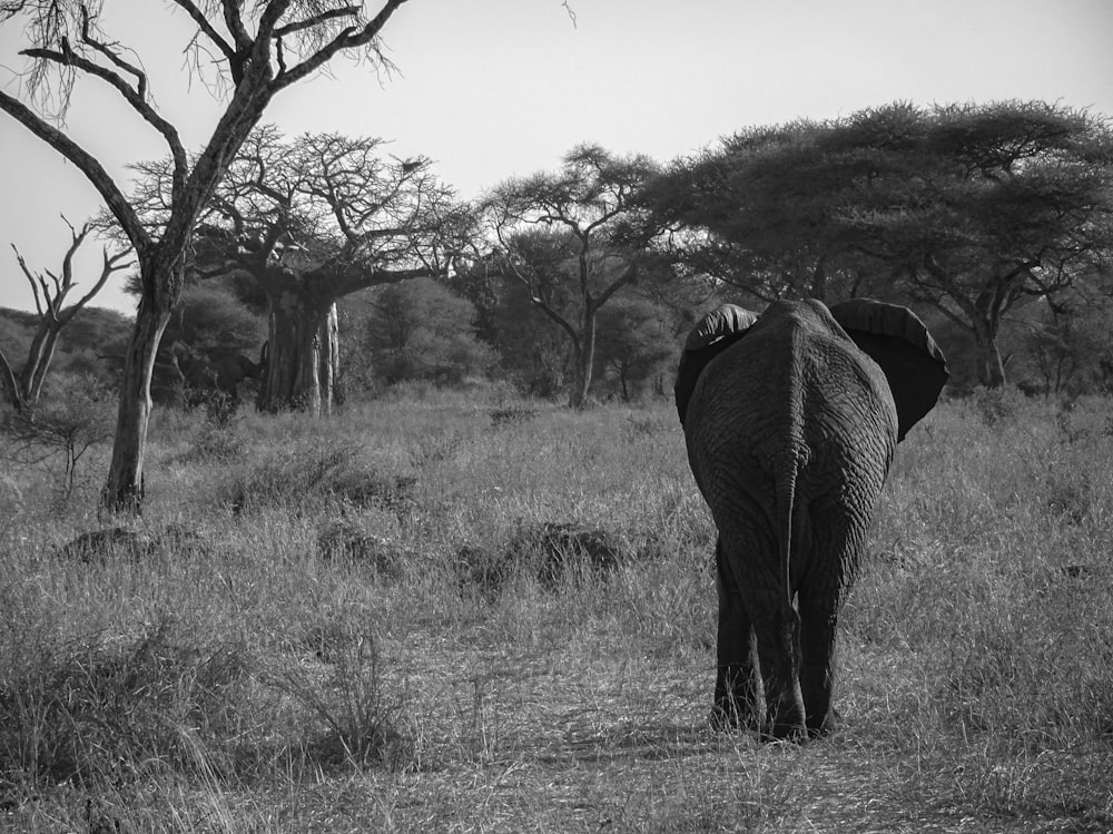 an elephant standing in a field with trees in the background