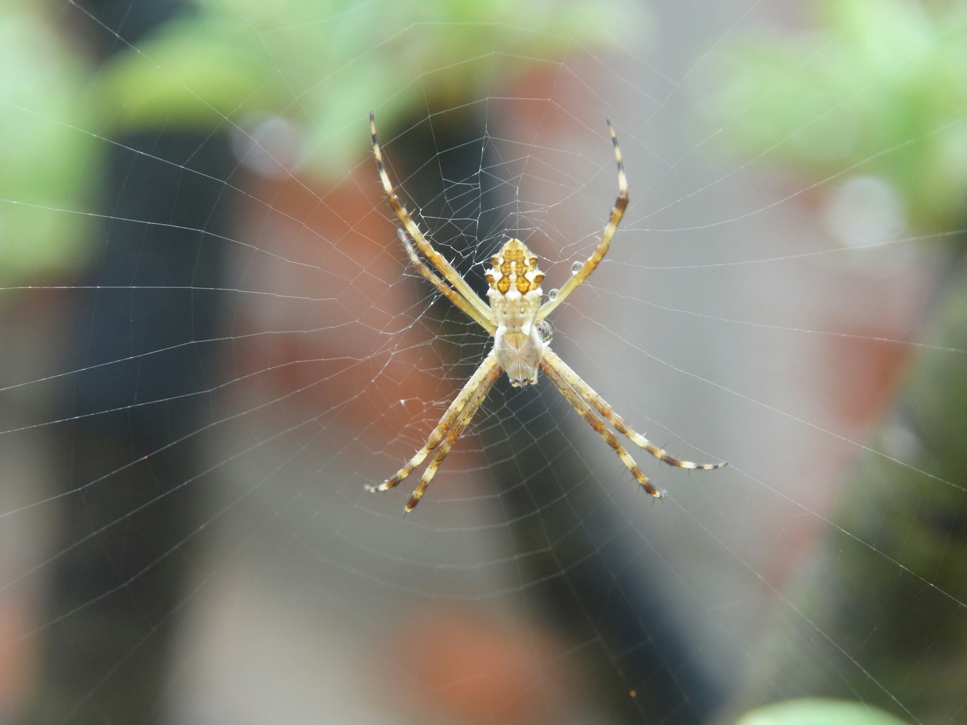 a close up of a spider on its web