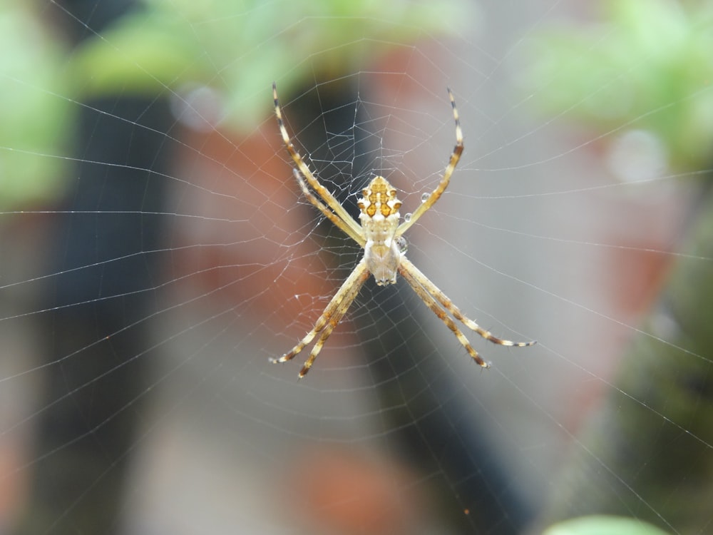 a close up of a spider on its web